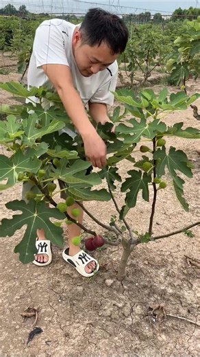 Delicious ripe fig harvesting from garden by Rural Farmer | Yummy fruits #fruit #amazing #anjeer