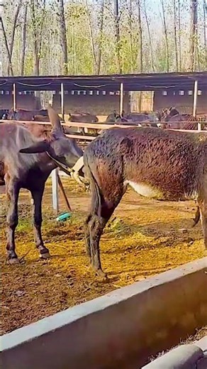 Funniest Donkey Ever Donkey Training the fun way 213