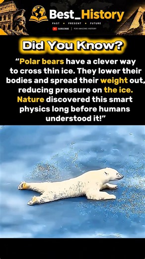Polar Bears Use Physics to Survive#shorts #history