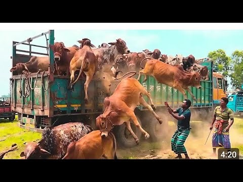 cows are rescues on the pickup two cows unloading pick up and medical team check up 
