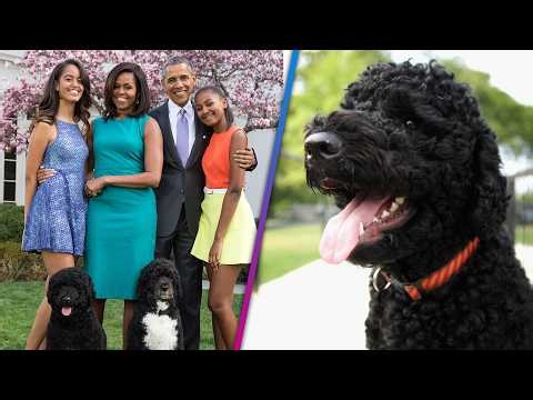 Barack and Michelle Obama Mourn Beloved Dog Sunny, Dead at 14