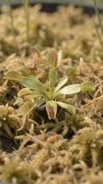 🪴 Venus Flytrap Growth Time-Lapse 🪰 | From Tiny Seed to Natural Insect Capture