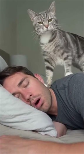 Cat Gets Fed Up With Snoring Owner and Wakes Up To Chaos #cats #funny #sleep