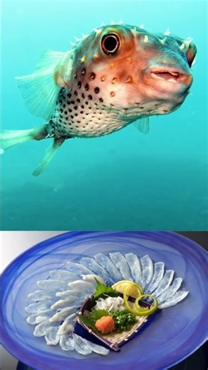 The Deadliest Fish on Earth Pufferfish Poison: