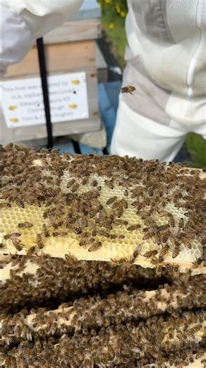 Too Early To Add Supers? My Bees Just Answered… 🐝