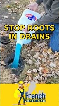 How to Treat Root Intrusion in a French Drain