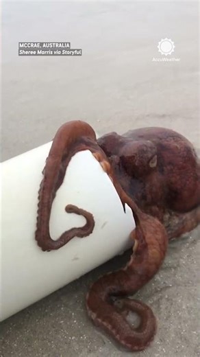Octopus Mom Rolls Pipe Of Eggs Back Into Ocean