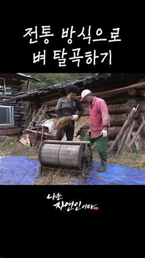 전통 방식으로 벼 탈곡하기 #shorts