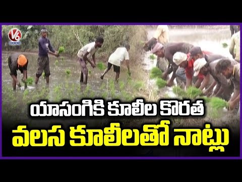 Paddy Plantation Depends on Migrant Labour Amid Local Worker Shortage | Peddapalli | V6 News