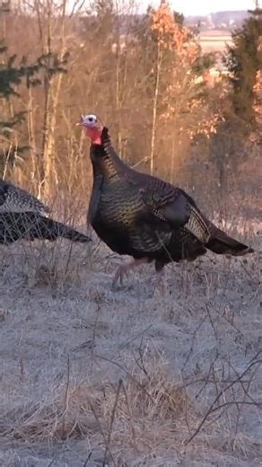 Silent Draw, Deadly Aim | Spring Gobbler Hunt#TurkeyHunting #BowhuntingLife #SpringGobblers