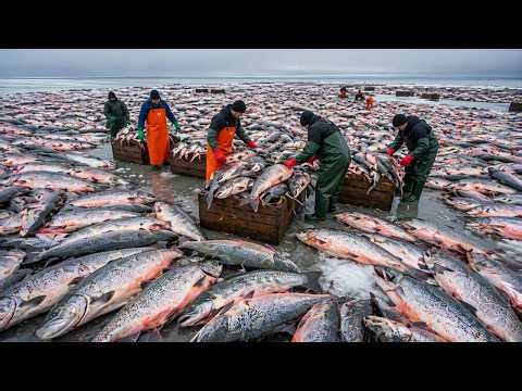 Modern Aquaculture: Inside a Salmon Farm – How Luxury Fish Is Raised at Scale