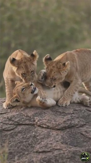 Lion Cubs Playing Together | Cutest Wildlife Moments#LionCubs #Wildlife #CuteAnimals #AnimalFamily