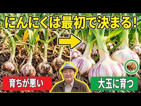 【藤田智】【最初が勝負】にんにくを特大サイズに育てるコツと失敗しない方法｜にんにく栽培