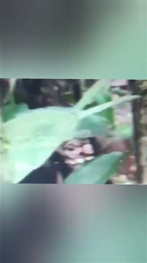 Varginha Alien Encounter: Brazil's Close Call (20 January 1996)