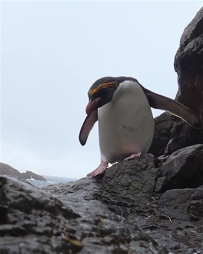 #antarctica #ecology #seabirds #climatechange | British Antarctic Survey