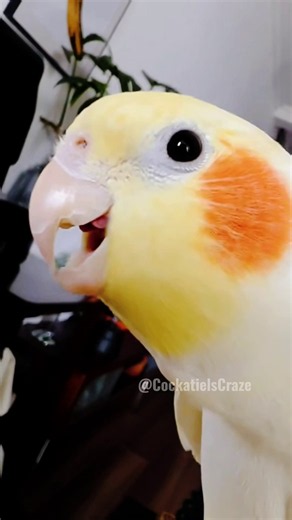 Tweety's Cute Singing! 🎶🦜 Our Little Kitchen Singer