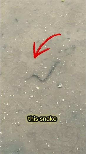 Most people don't know about this. #didyouknow #snake #facts #foodculture