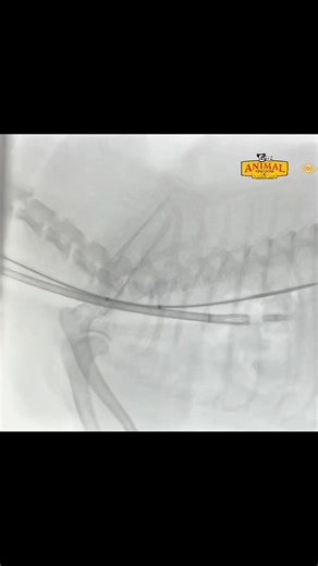 Advanced, Minimally Invasive Care at AKVH Tracheal stents are devices implanted inside the airway for pets with breathing difficulties due to tracheal collapse. Urethral stents are used for patients experiencing difficulty urinating caused by strictures secondary to urethral trauma, enlarged prostate, or tumors. These are non surgical procedures and are performed using a C-Arm Fluoroscopic Unit for precise stent placement. As we move into 2026, AKVH continues its commitment to bringing advanced 