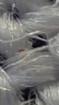 حشرة صغيرة قد تدمر منزلك😱 خنفساء السجاد وكيف تتخلص منها A tiny insect could destroy your home ؟ life