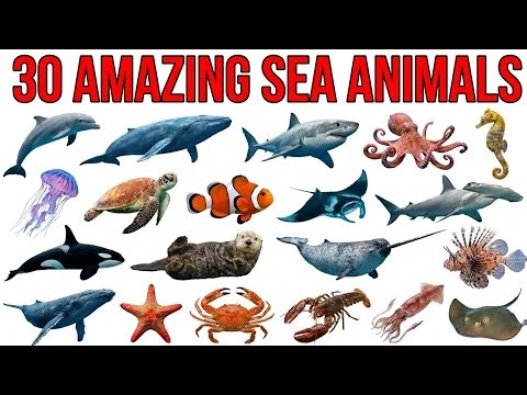 Amazing Sea Animals Name for Kids | Learn Marine Animals with Fun | Sea Animals in English