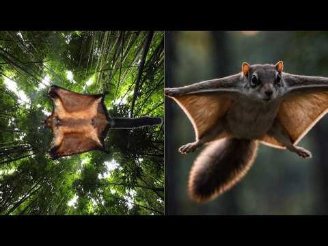 You Won’t Believe This Squirrel Can Fly! The Flying Squirrel 🐿️