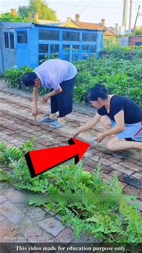 Chinese farmers grow vegetables in the open spaces of their courtyards |#shortvideo