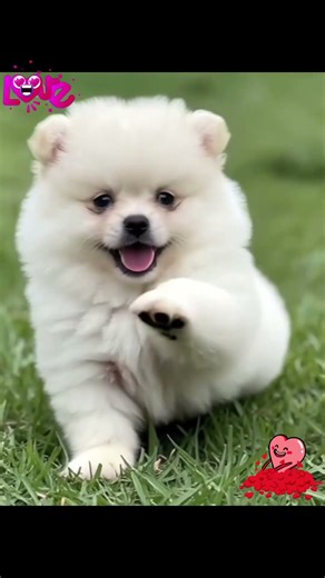 Chipa que de uva. #cuteanimal #pomeranian #petsfofinhos