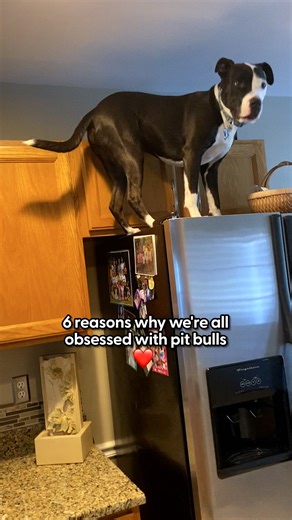 Nothing beats the feeling of a 70-pound pit bull snuggling into your lap 😭💛 These pit bull families show that despite their size, these gentle giants are pure love — and the perfect reason to adopt one! Special thanks to all who provided footage! | The Dodo