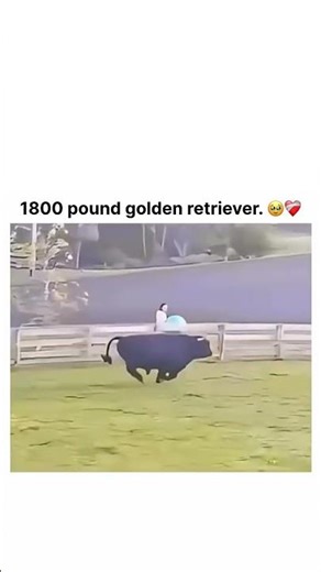 1800 pound golden retriever. 🥹❤️‍🩹