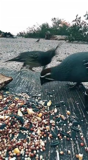 Quail Cam - Peepers double speed.