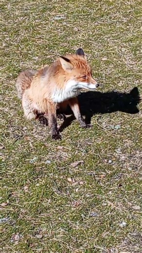 Backyard Fox Gets a Snack 🦊