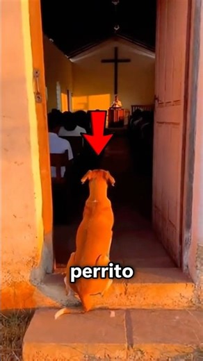 The Little Dog Who Never Left the Church 🐶⛪