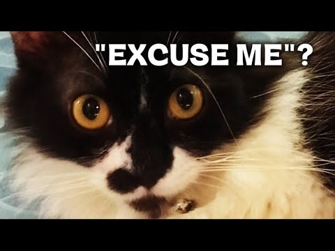 EXCUSE ME? This Judgemental Cat Owns The House 😹