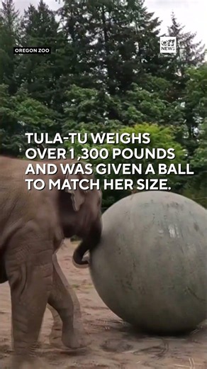 Baby elephant plays with a giant ball
