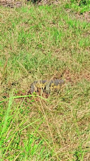 🦎🦎 Monitor Lizard with Meat 🍖🍖 #Wildlife #Safari