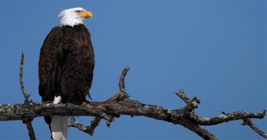 Short Takes:The Resurgence of the American Bald Eagles Season 10 Episode 4/29/2026