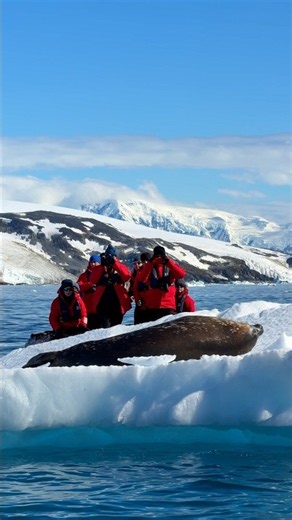Seal Watching in Antarctica on a Silversea Expedition​