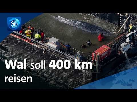 🌍 tagesschau24 Top-Thema, 28.4.2026 | Ostsee: Gelingt die Rettung des Wals?