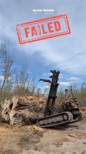 Cape poplar trunk tree. Huge maps burl slab transportation #slivawood #shorts