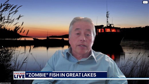 Scientists investigate 'zombie fish' in Great Lakes waters | ChicagoLIVE