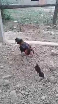 Bird Attacks Hen | Shocking Fight Caught on Camera #HenVsBird#BirdFight#AnimalFight#WildLife#shorts