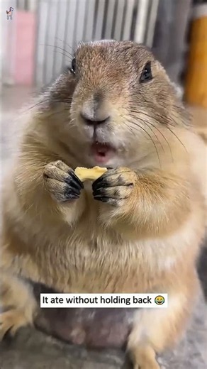 Rescuing a Groundhog from the Water