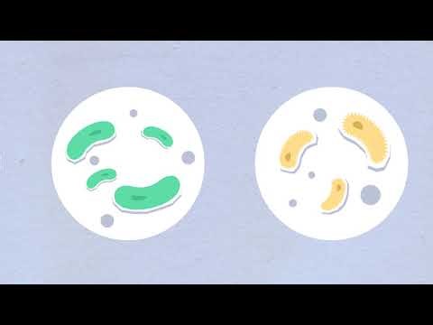 CRISPR — The Bacterial Immune System That Lets Us Rewrite DNA
