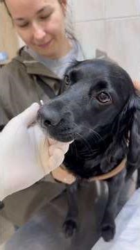 The result of treatment of VENEREAL SARCOMA after the first administration of Vincristine.