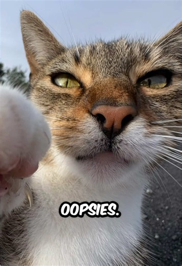 Hey you, come closer 😏 #pets #cat #viral | cats