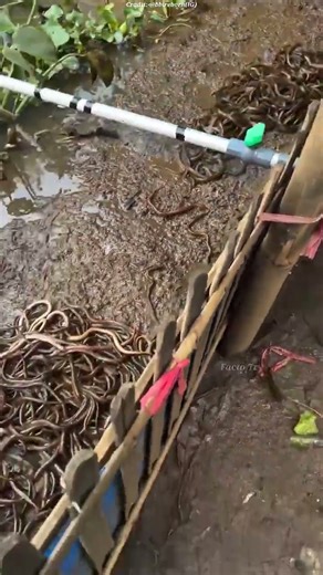 soil fertility increase #26october #facts #ihavethisthingwithplants #gwmpakistan #attitude