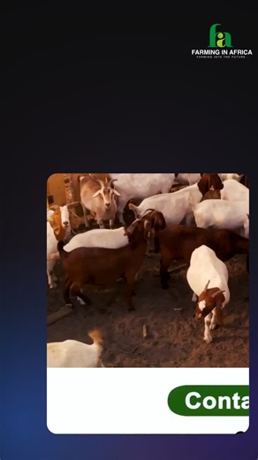 Semanhyia Farms: The Future of Livestock Management in Ghana Discover how Semanhyia Farms in Ghana is redefining livestock farming! From groundbreaking genetics and strategic dry-season breeding to crucial stress management for new animals, learn the secrets behind their success.