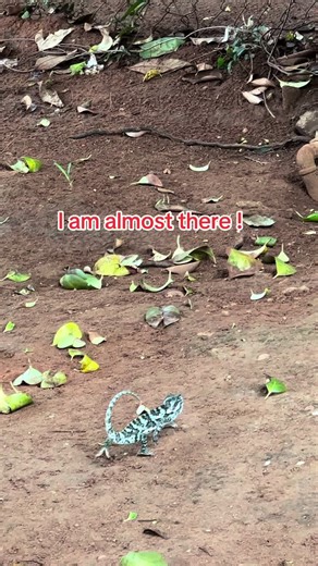 Chameleons: The Color-Changing Wonder of Nature