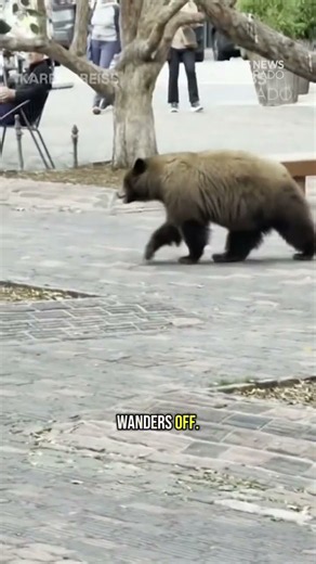 Bear strolls up to man reading a book in Aspen