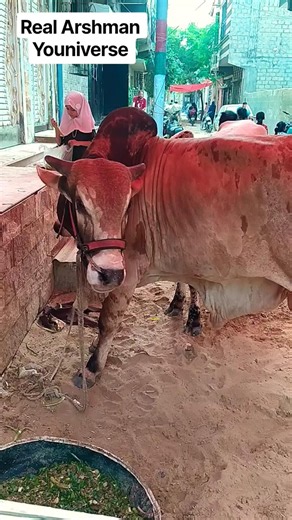 MASHALLAH 😍 Heavy Bull Qurbani Bado Badi Cow Qurbani Eid Mubarak #bull #angrybulls #shorts #viral